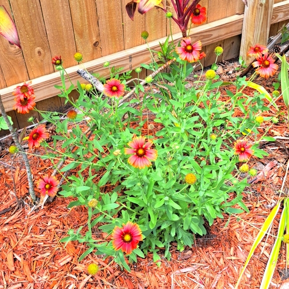 FREE GIFT Seeds with Purchase! - Picture 3 of 11